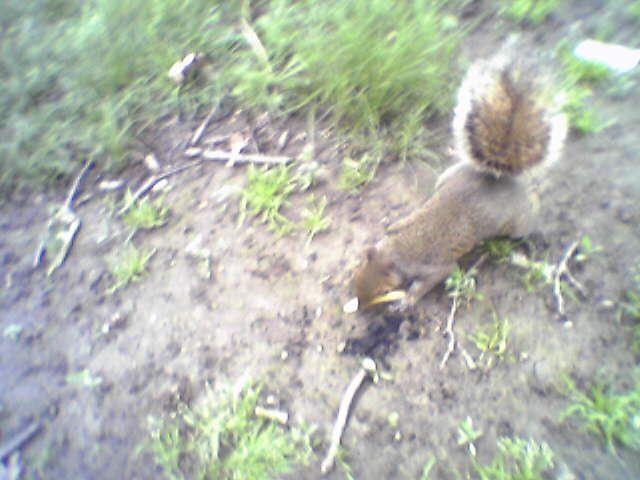 squirrel1.jpg